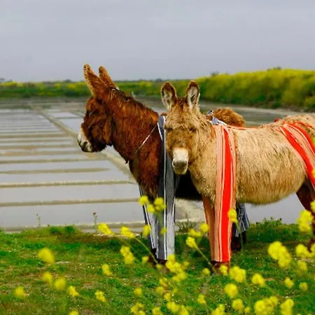 Del Re 1 Dans Avec Piscine * La Flotte